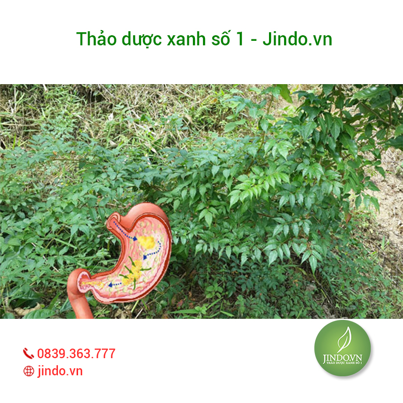 Chè dây cao bằng (gói 1kg) - LV001