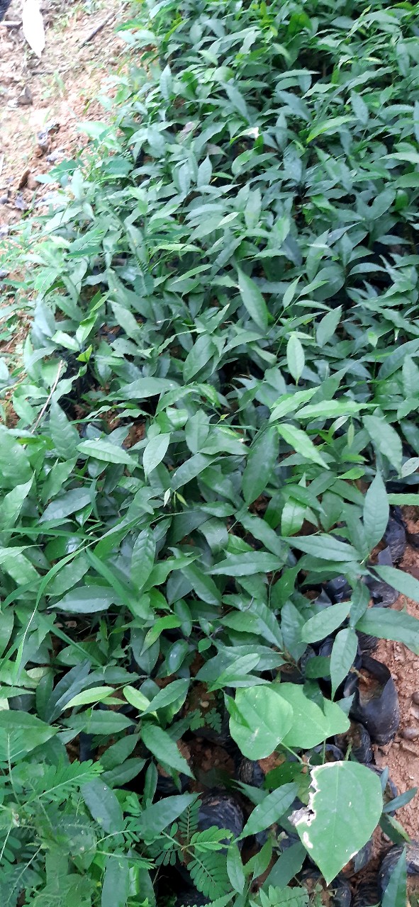 COMBO 5 Cây Rau Sắng ( ngót rừng, mì chính )