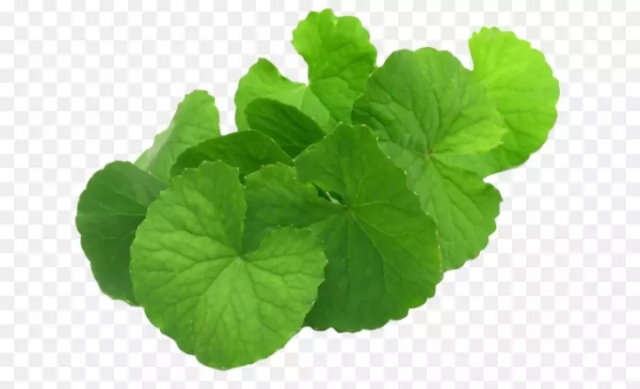(HCM) Hạt giống rau má lá to 1gram