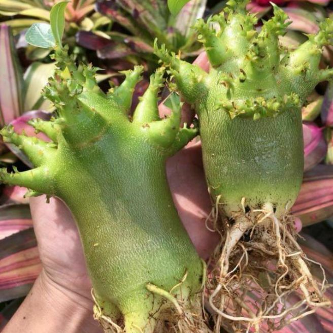 Gói 10 hạt giống hoa sứ Kim tự tháp