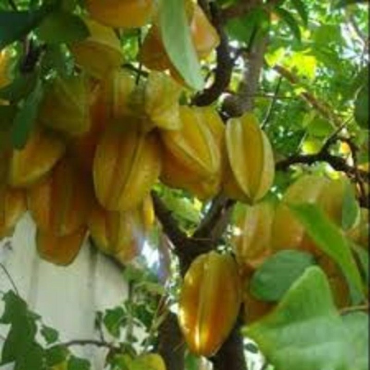 Cây Giống Khế Ngọt Siêu Trái
