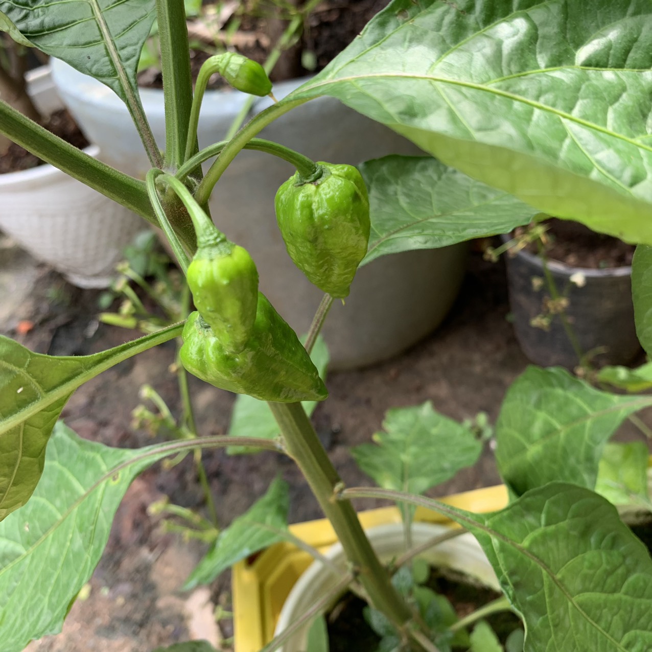 Cây ớt siêu cay Habanero Mexico
