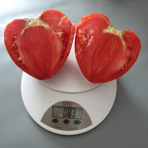 Hạt giống cà chua hình trái tim 30 hạt/gói ( TẶNG gói kích thích hỗ trợ hạt nảy mầm)