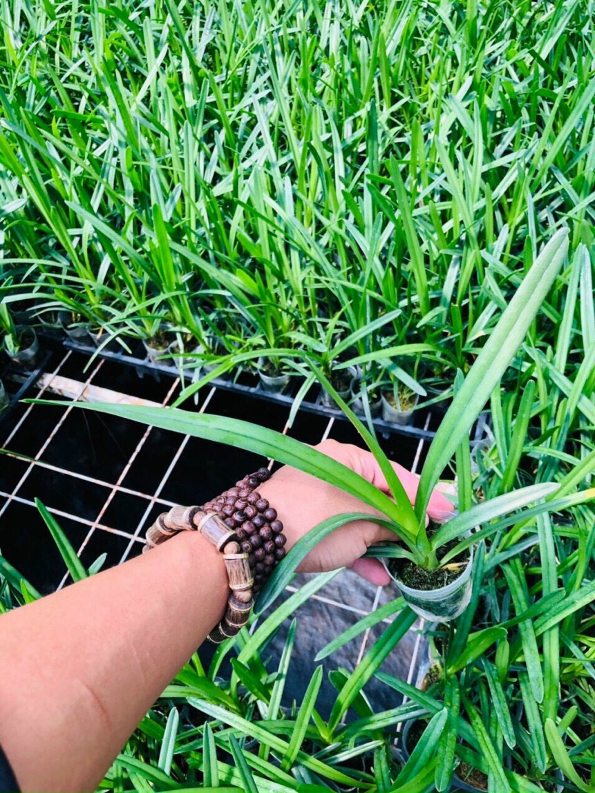 Kiếm Phan trí tự thụ size cây giống