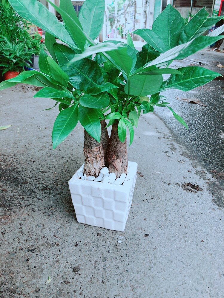 Chậu Kim Ngân 3 Thân