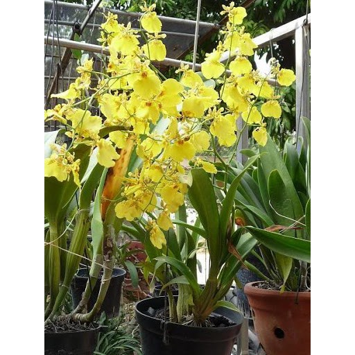 100GR - Phân Bón Tan Chậm Hạt Vàng - Dinh Dưỡng Chậm Tan Cho Hoa Lan, Cây Cảnh, Hoa Hồng, Cây Ăn Trái