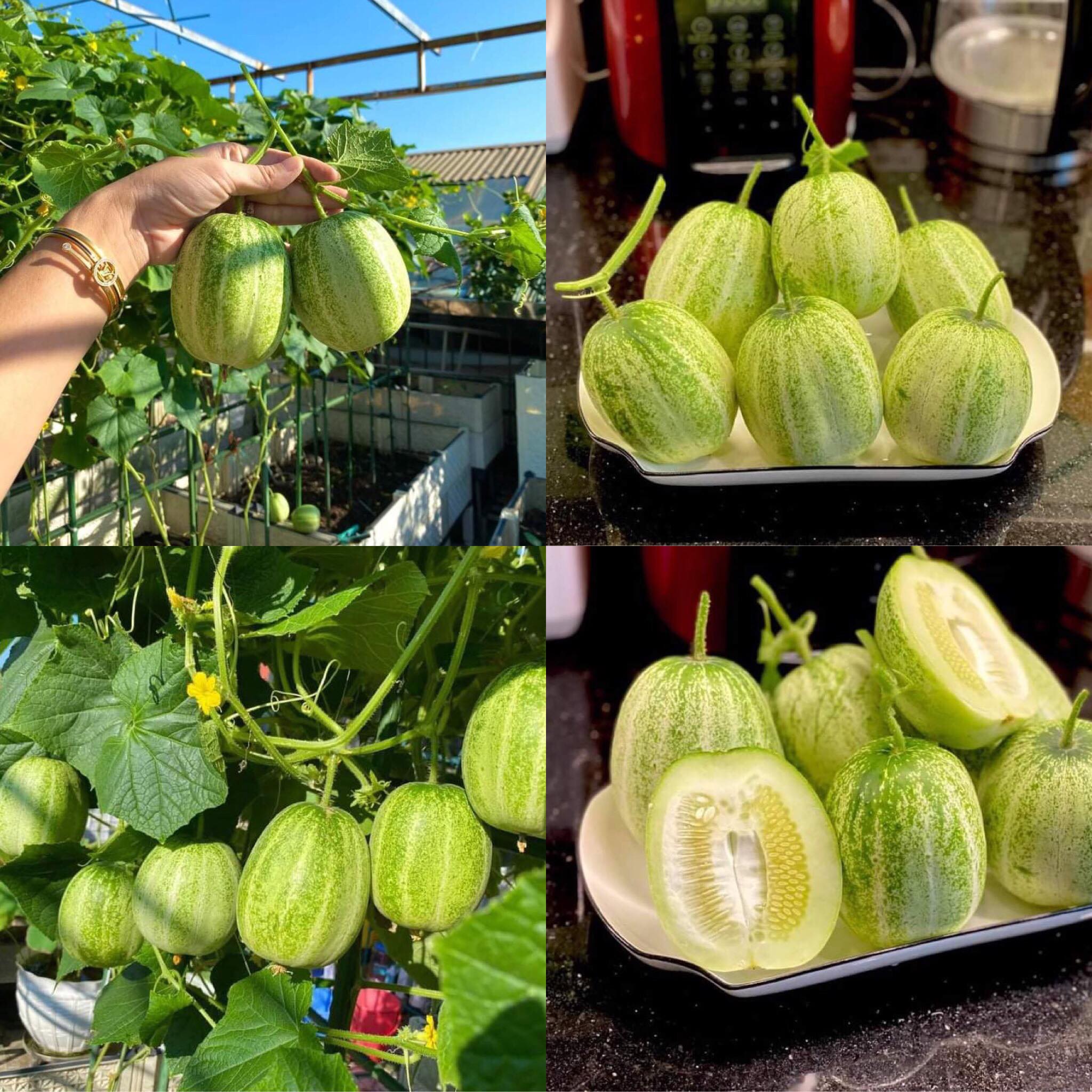 hạt giống dưa miêu dưa chuột