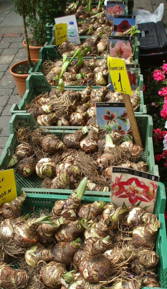 Set of 2 Lily Bulbs (1 Red Velvet Flower Bulb + 1 Peach Rose Bulb)