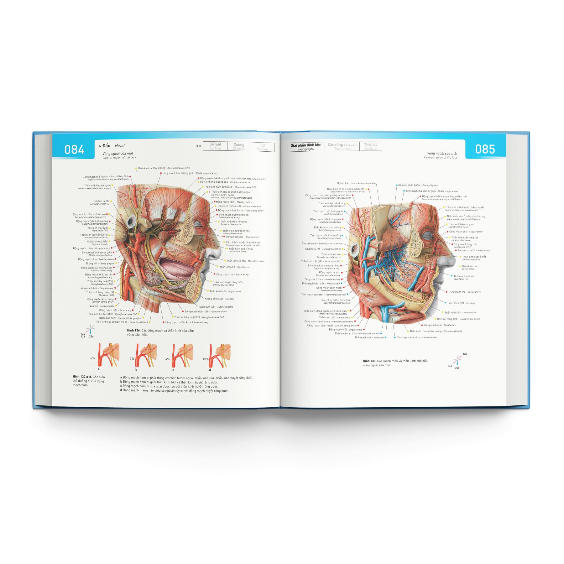 Cá Chép - Sobotta Atlas Giải Phẫu Người