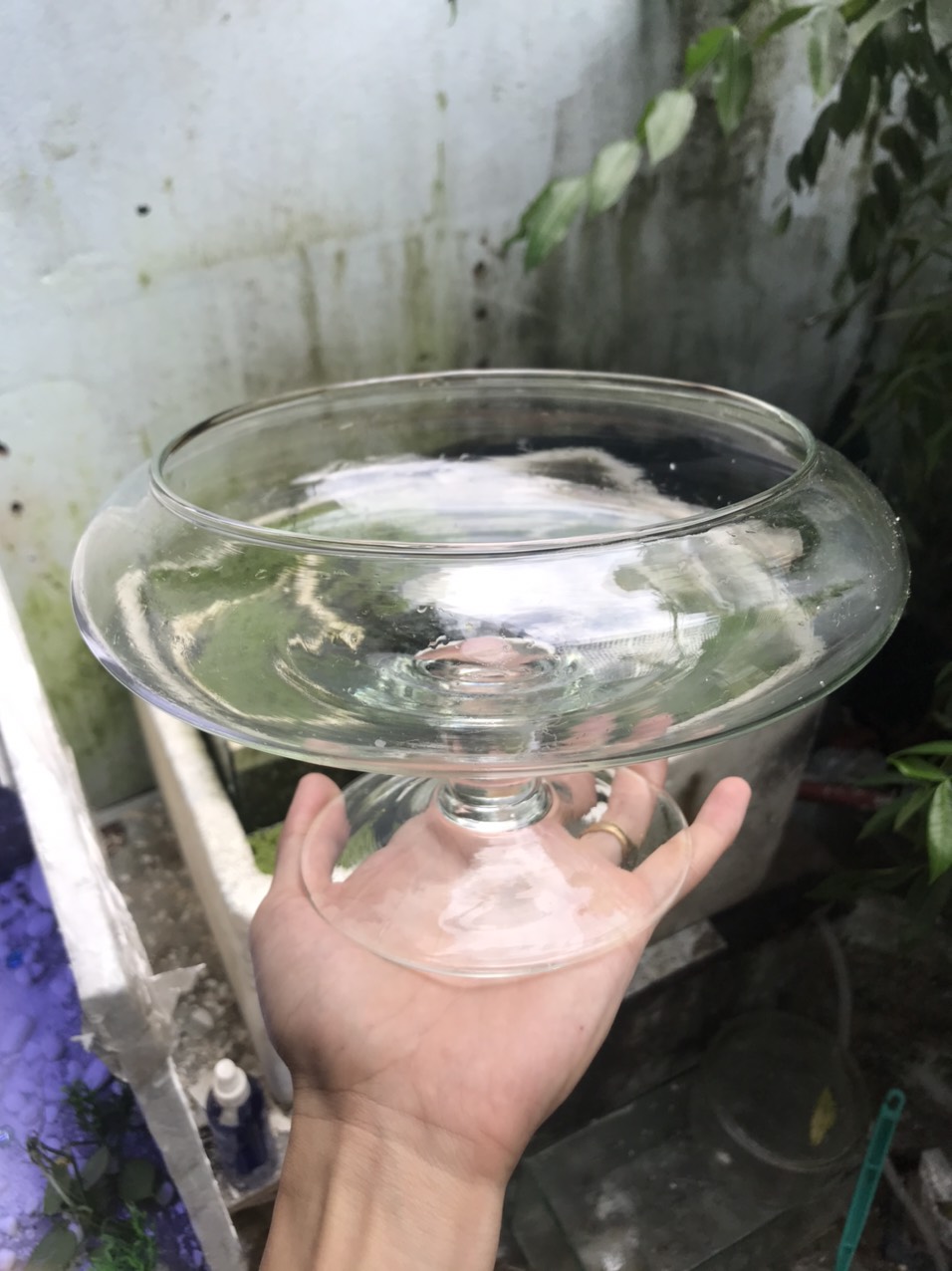 Bể cá để bàn -Bể Cá thủy Tinh Hồ Cá Mini Chậu Cây Có Chân - DC01