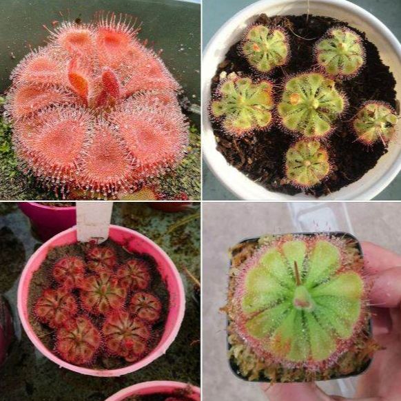 Hạt giống cây bắt mồi gọng vó 10 hạt ( Kèm 3 Viên Nén Sơ Dừa Ươm Hạt )