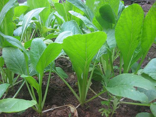 Hạt Giống Cải Canh Mơ cao sản gói 20gram