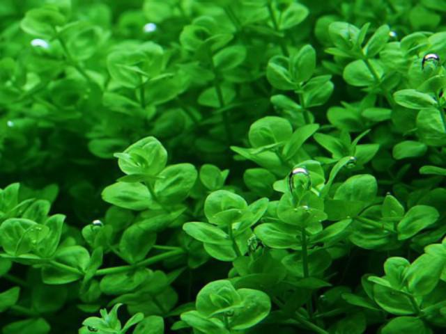 Cây kim tiền thảo có tác dụng gì?