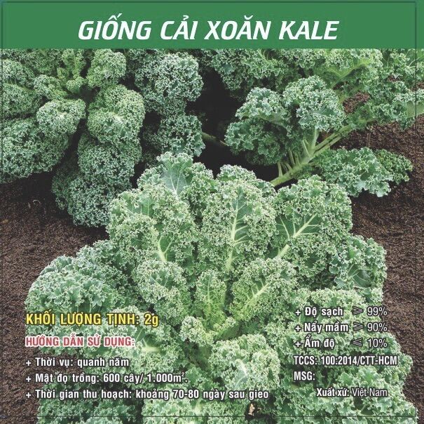 Hạt Giống cải Kale Xanh - Kale tím - Kale Khủng Long