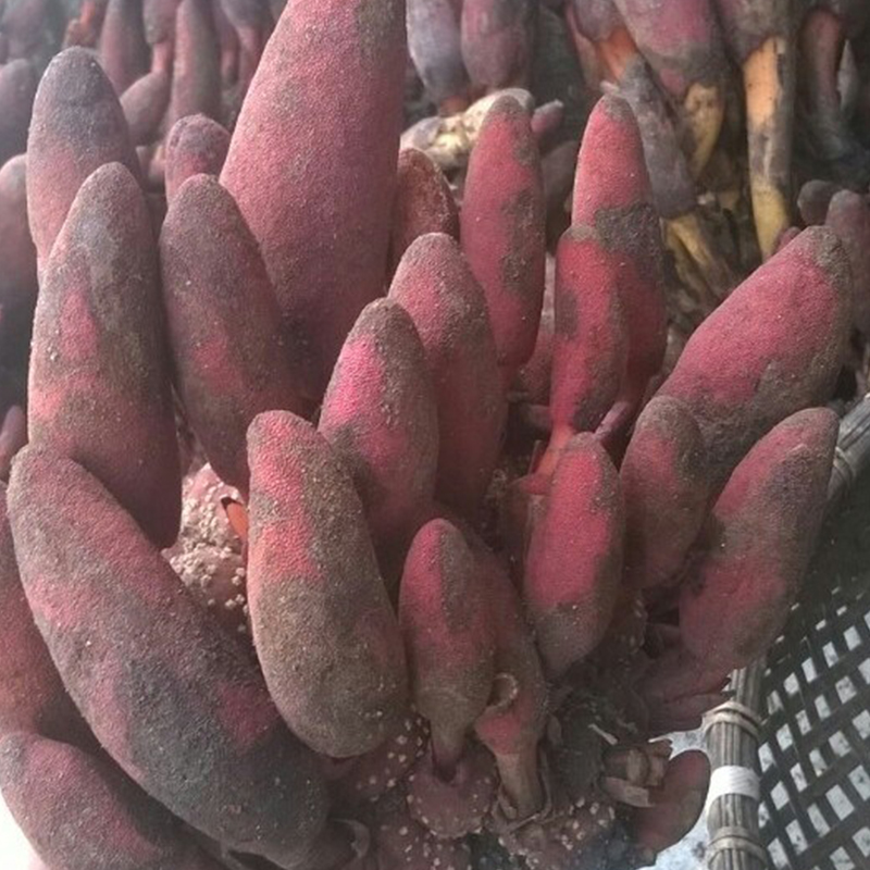 [1kg] Nấm ngọc cẩu khô - DB033