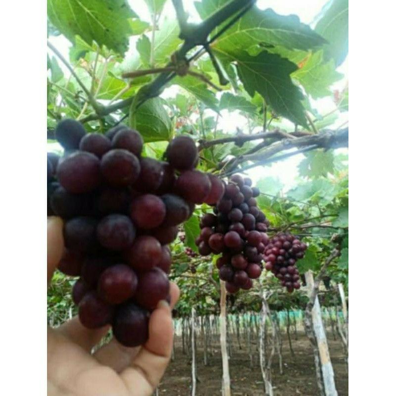 mật nho ninh thuận