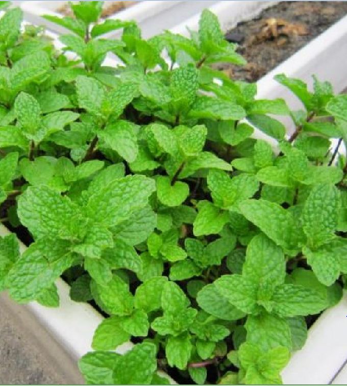 Hạt giống Húng bạc hà (Húng lủi) – 0.1Gram/gói