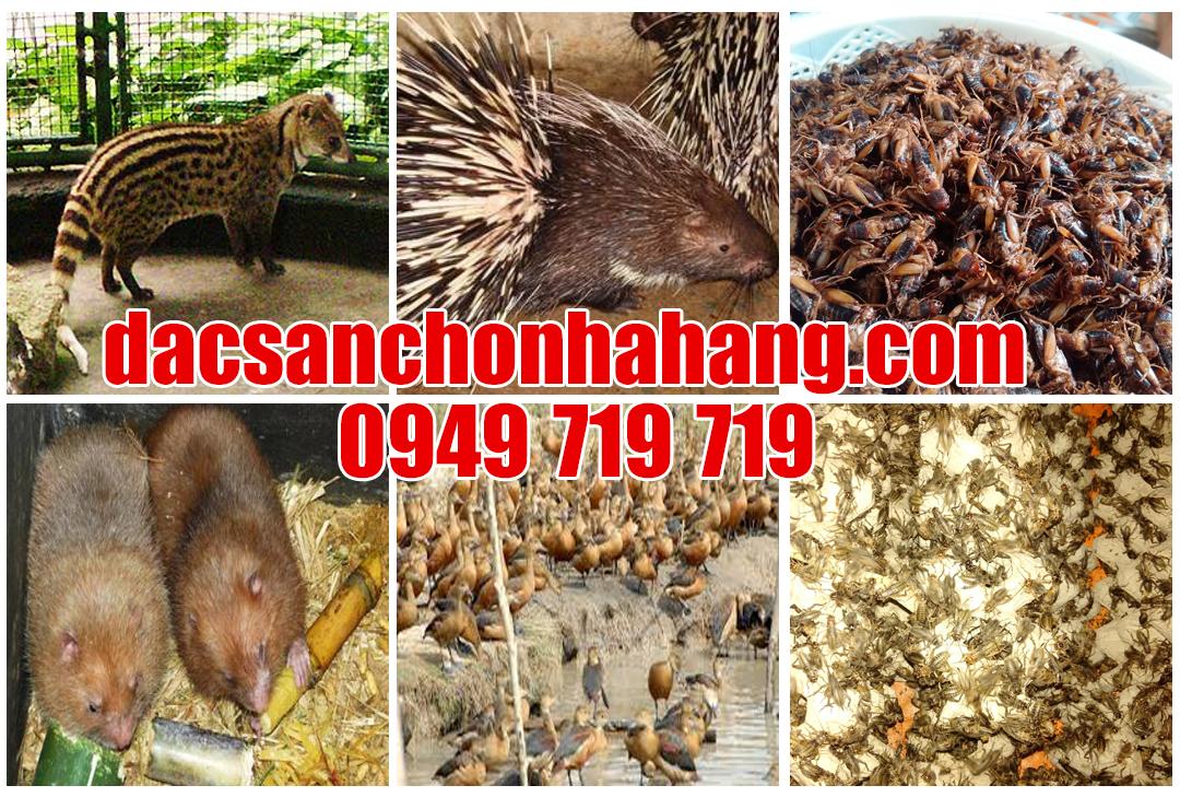 [HCM]Giống dế thái