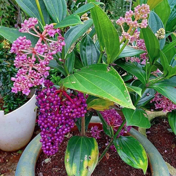 Cây giống hoa Hòn Ngọc Viễn Đông- cây decor, cây phong thủy