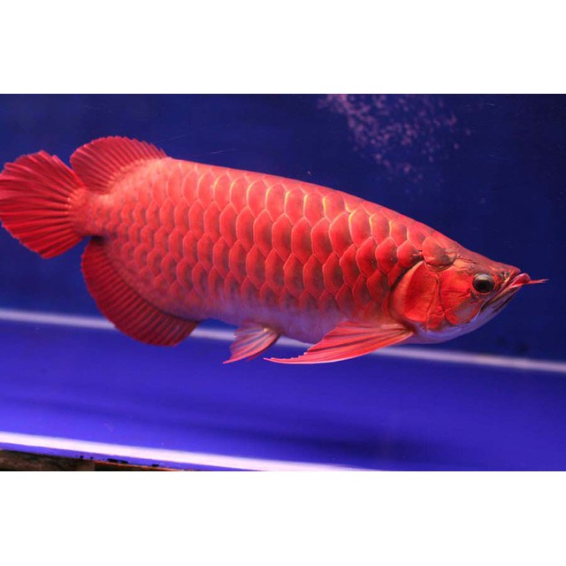Carophyll Chất tạo màu Đỏ Vàng cho cá cảnh - BETTA COFFY