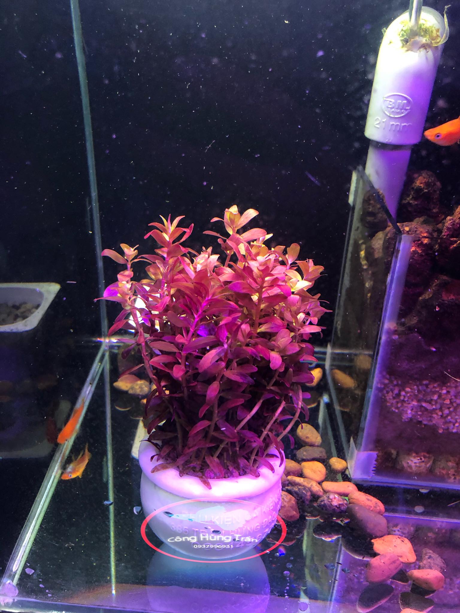 Cây Thủy Sinh Rotala Colorata [ SIỂU ĐỎ ]