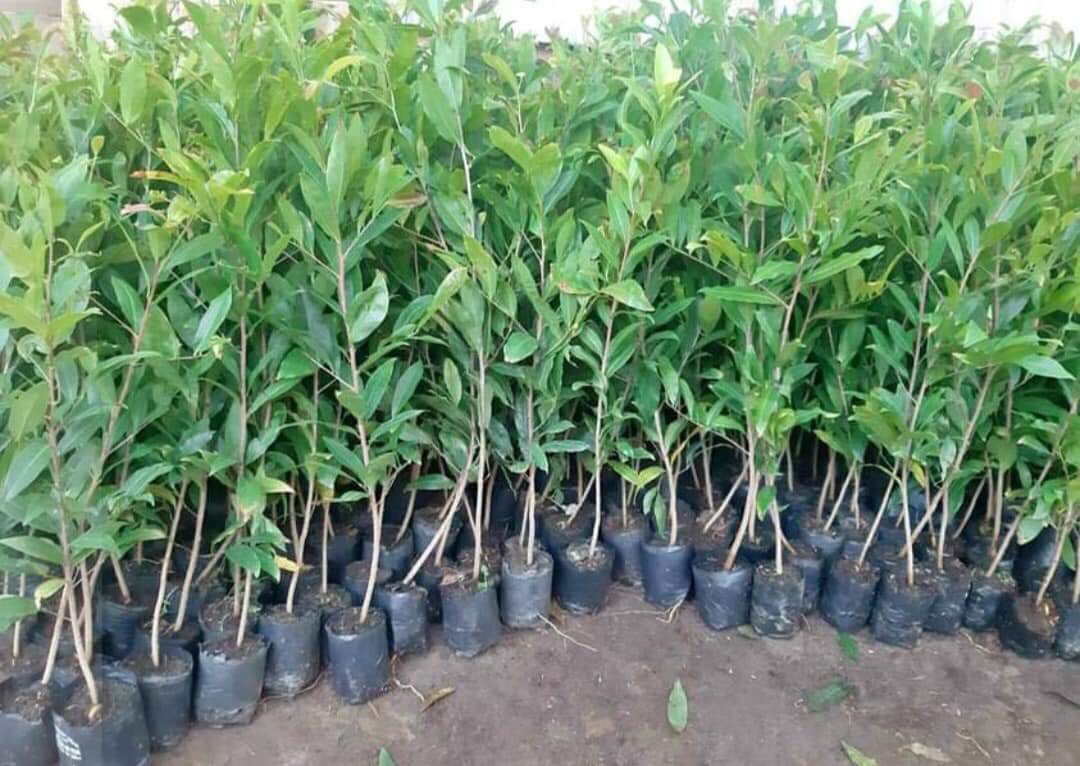 Cây giống Mai Cúc Đọt Xanh  [ Cây ươm từ hạt cao gần 1m ].
