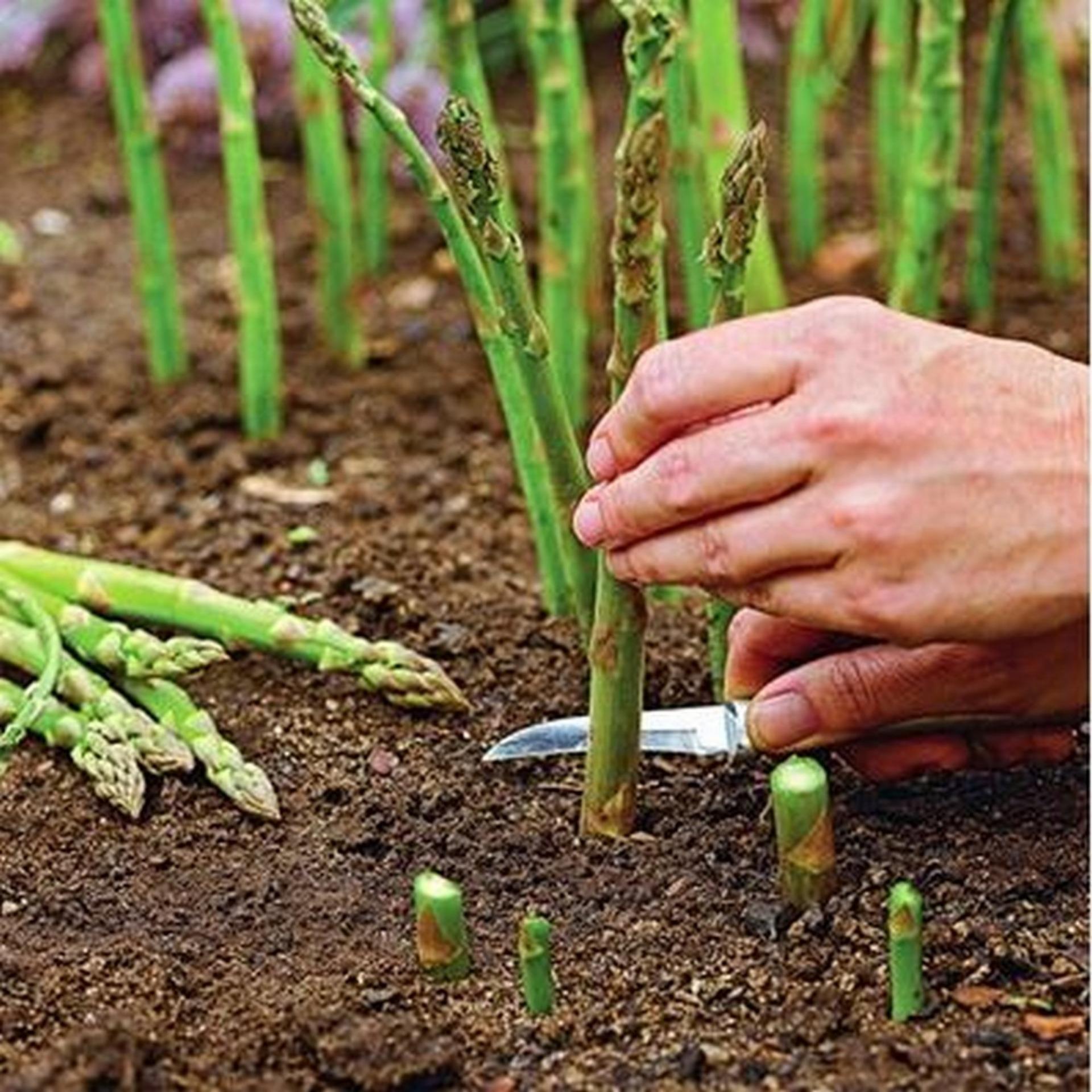20 Hạt giống Măng tây xanh (tặng Kích nẩy mầm, Hướng dẫn ươm)