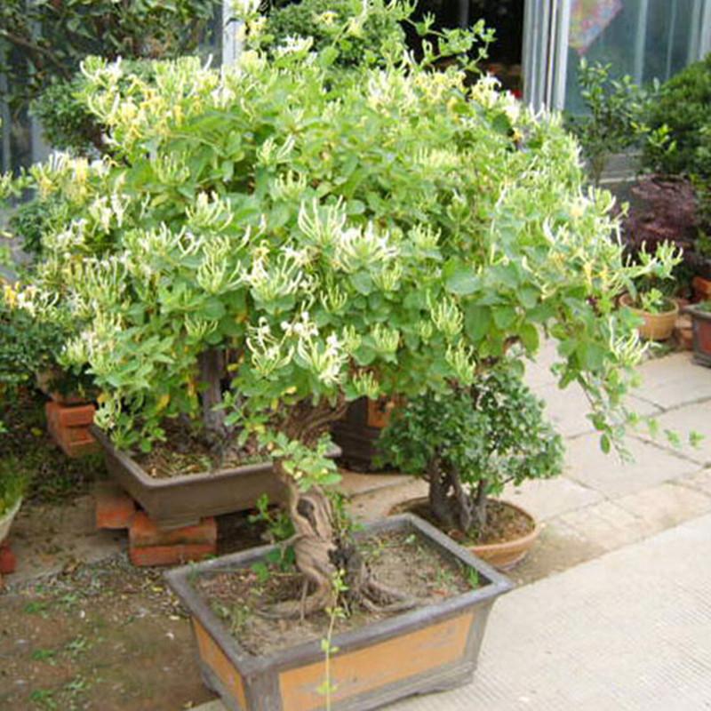 Honeysuckle seeds - Sale Off