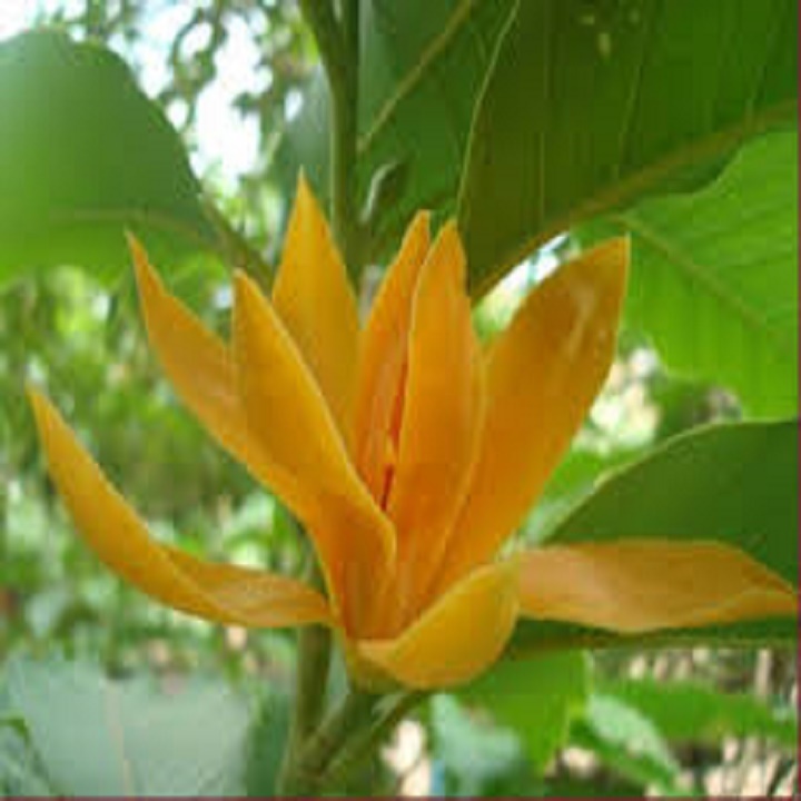 BẦU CÂY GIỐNG CÂY NGỌC LAN HOA VÀNG (CÂY HOÀNG LAN) - CGCNLHV