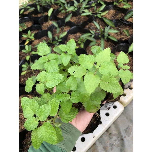 Cây Bạc Hà Sả Chanh - Lemon Balm