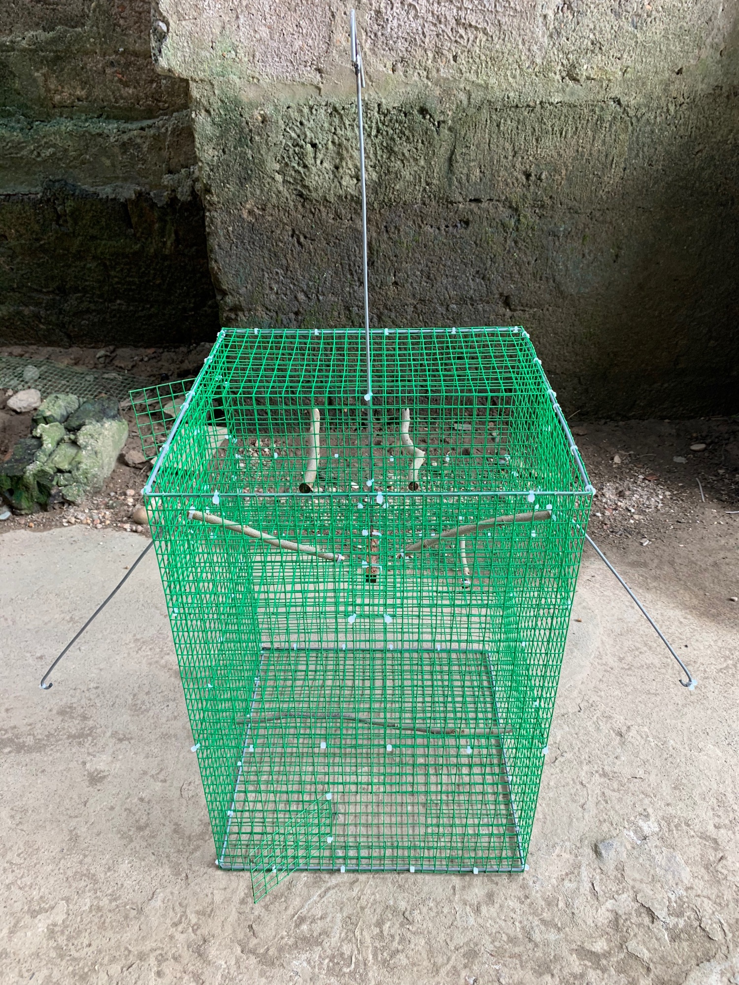Bẫy chim tự động