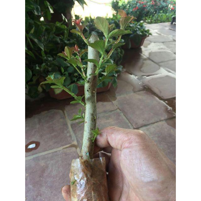 BẦU CÂY GIỐNG hoa tường vy
