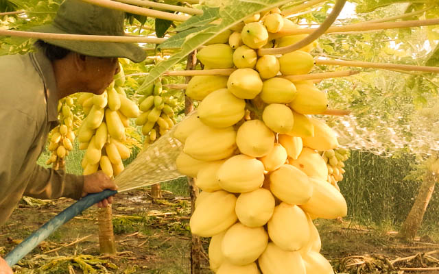 Hạt giống đu đủ vàng lùn gói 5H