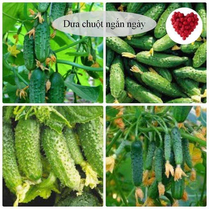HẠT GIỐNG DƯA CHUỘT  BAO TỬ - DƯA LEO GÓI 20 HẠT