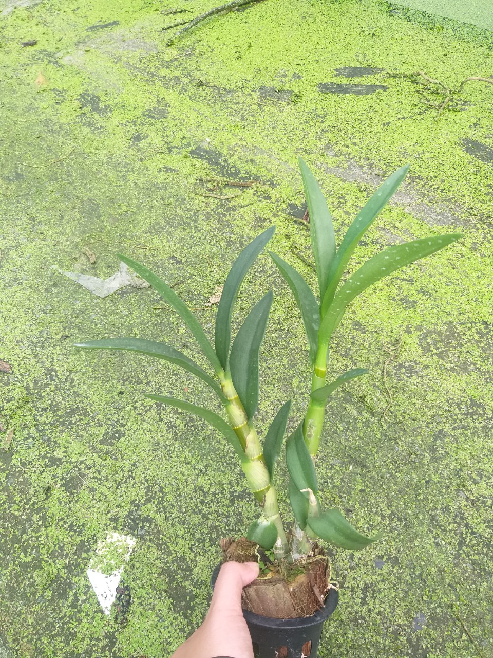 Chớp Bịp