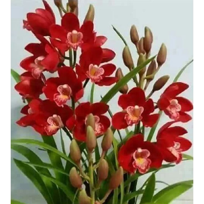 COMBO 3 củ giống địa lan santo hoa màu Đỏ ( 3 củ )
