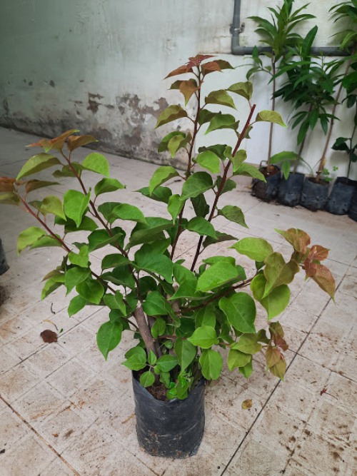 Cây giống hoa giấy bông chùm