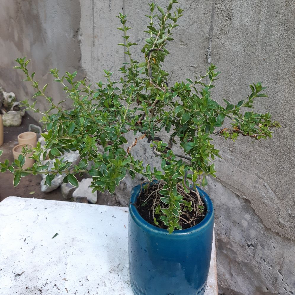 bạch tuyết mai bonsai trung