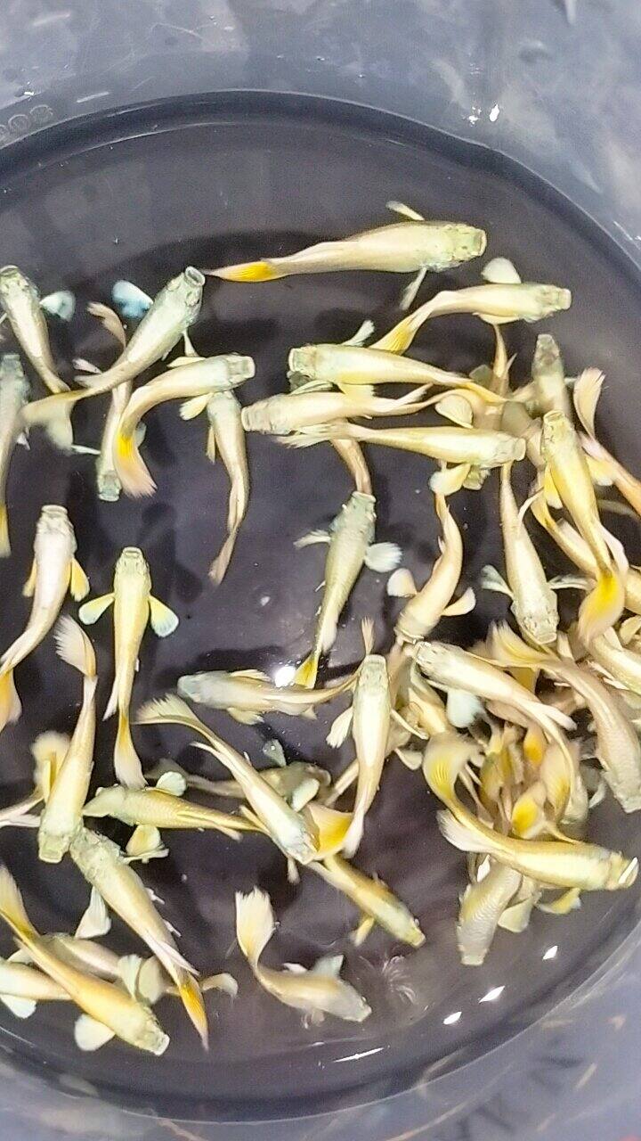 10 con fullgold vàng tươi siêu dễ nuôi( trang trí bể thủy sinh)
