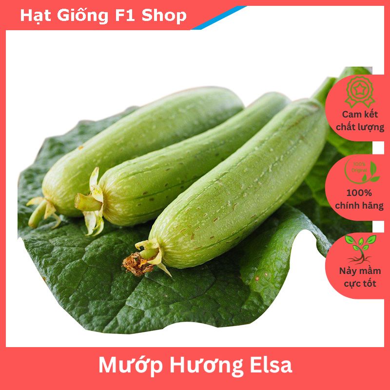 Hạt Giống Mướp Hương Lai F1 Elsa Sai Trái