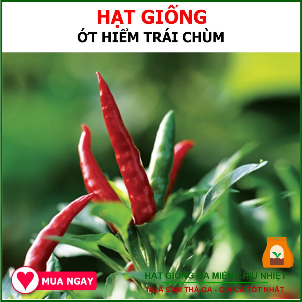 Hạt giống ớt hiểm lai trái chùm