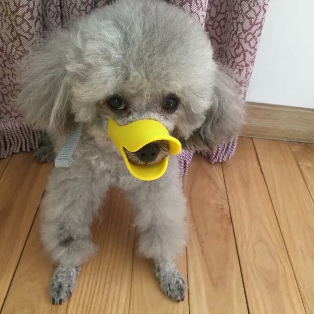 Rọ mõm hình mỏ vịt cho cún🐤🐶🐩