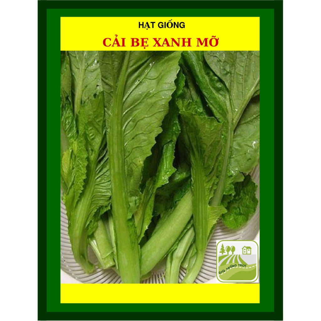 50G - Hạt Giống Cải Bẹ Xanh Mỡ