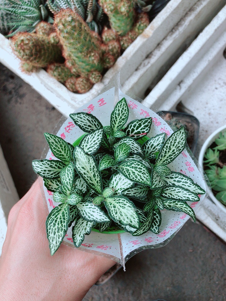 Chậu cẩm nhung (lá may mắn)
