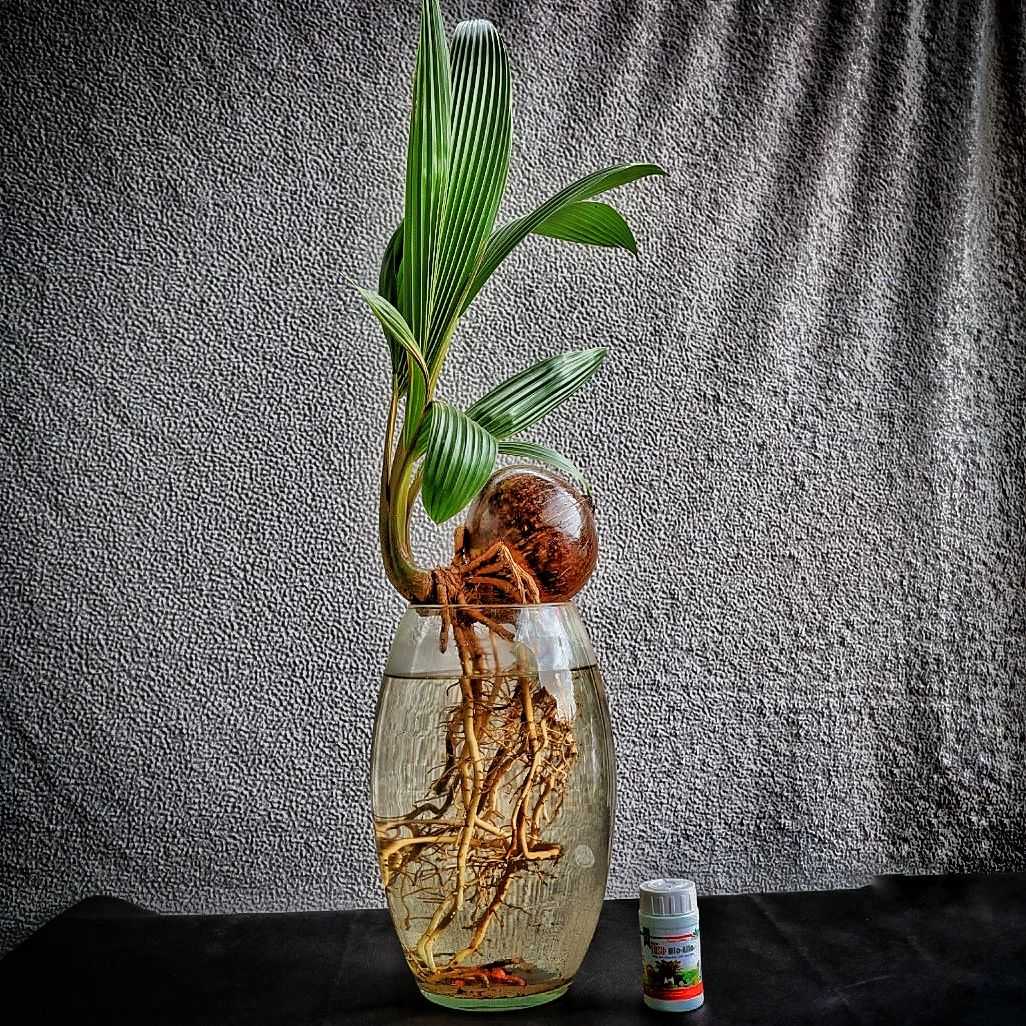 Dừa bonsai thủy canh