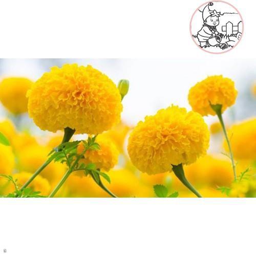 Hạt Hoa VẠN THỌ 2 Màu M-01 - Gói 1 gram