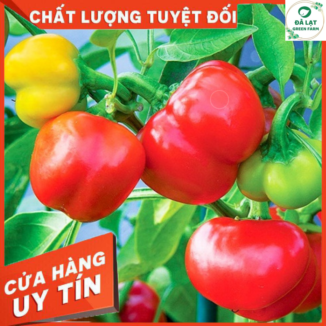 40H_HẠT GIỐNG ỚT CHUÔNG NHIỀU MÀU (NẢY MẦM CỰC CHUẨN)