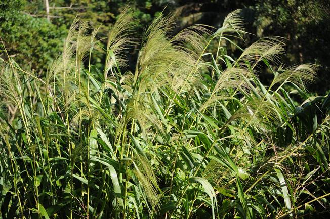 cây chít giống , cây đọt giống (1 bụi lớn)