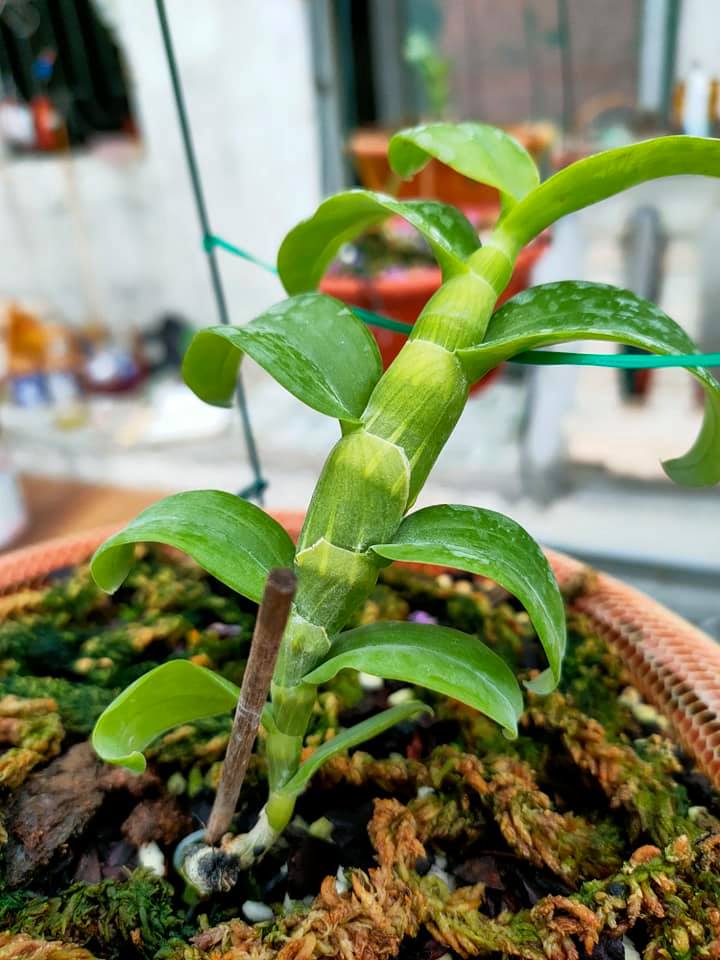 Lan phi điệp đột biến 5 CÁNH TRẮNG HIỂN OANH (HO)- Hoa siêu đẹp giá rẻ - Hàng gieo hạt, cây y như hình