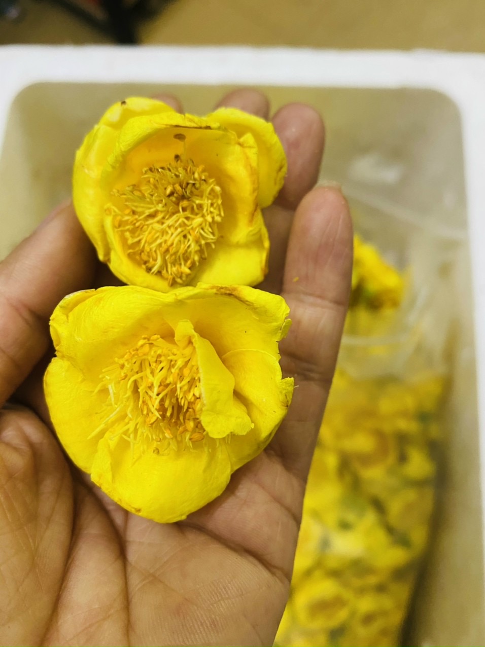 Hộp 50Gr Trà Hoa Vàng Sấy Lạnh